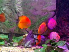 -上海海洋水族馆