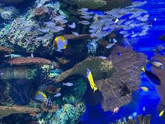 -上海海洋水族馆