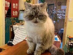 -猫色咖啡·猫咖