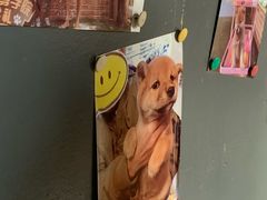 -柴犬高等学院·狗咖·柴犬售卖·宠物训练