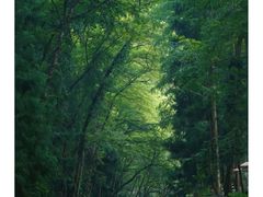 -张家界天门山国家森林公园