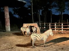 -清迈夜间动物园