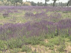 -汉长安城未央宫国家考古遗址公园