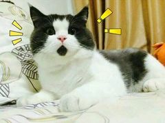 -华莱士·全鸡汉堡(陈江曙光店)