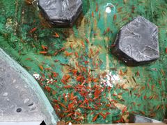 -上海大自然野生昆虫馆(东方明珠·爬宠昆虫探索中心)