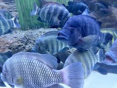 -上海海洋水族馆