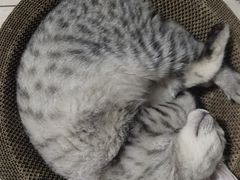 -纳吉亚猫专科动物诊疗中心(蒋宅口分院)