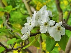 -南汇桃花村