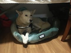 -美联众合动物医院·24h京西诊疗中心
