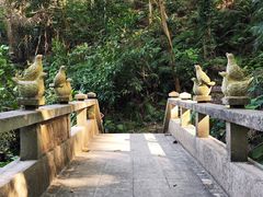 -银湖山郊野公园-相思林