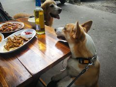 -赵姐猪耳朵饭店