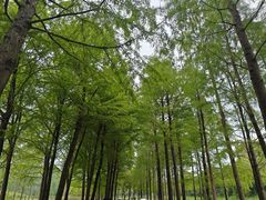 -合肥滨湖国家森林公园