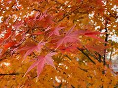 -王红军龙虾(新民路店)