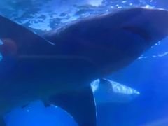 -北戴河圣蓝海洋公园