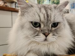 -猫友咖啡店(玉林西路店)