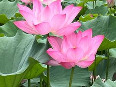 -莲花池公园