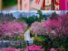 -梅花山(明孝陵内)