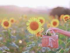 -光明小镇欢乐田园