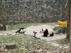 -都江堰中华大熊猫苑