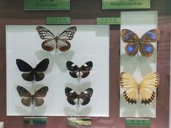 -上海昆虫博物馆