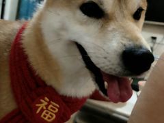 -德元·美联众合24小时动物医院(总院)