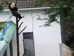 -中国大熊猫保护研究中心雅安碧峰峡基地