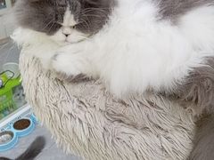 -爱洗澡的猫(天河路店)