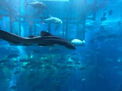 -迪拜水族馆及水下动物园