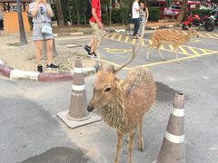 -清迈夜间动物园
