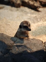 -Zoolung Zoolung动物主题公园(海信广场店)