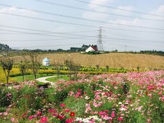 -紫颐香薰山谷景区