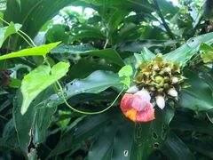 -武吉知马自然保护区