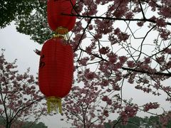 -东湖磨山景区樱花园-停车场