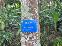 -中国科学院西双版纳热带植物园