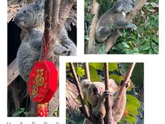 -广州长隆野生动物世界