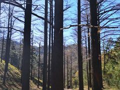 -四明山国家森林公园