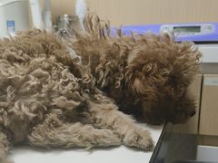 -谐和贝康宠物医院24小时·宠保定点(急重症转诊中心)