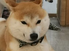 -柴迷FANS CLUB·柴犬狗咖·猫咖