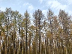 -塞罕坝国家级自然保护区