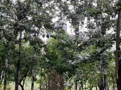 -大望京公园