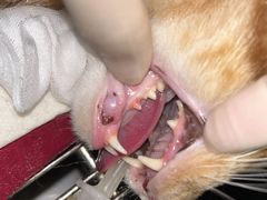 -御宝贝·A梦猫科宠物医院(国际猫友好医院)