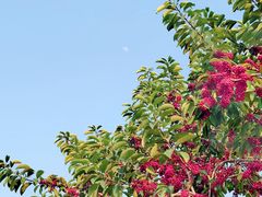 -东莞植物园