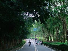 -大屏嶂森林公园