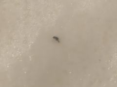 -正德顺順德雙皮奶(中信店)