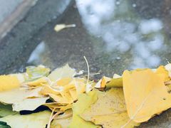 -三里屯东五街银杏大道