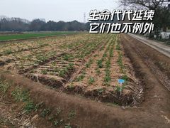 -八卦田遗址公园