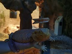 -上海大自然野生昆虫馆