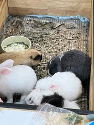 -神奇动物撸宠馆·羊驼·小浣熊·异宠(豫园店)