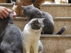 -more than meow吴止猫主题餐厅(承德 中船汇店)