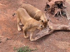 -昆明动物园